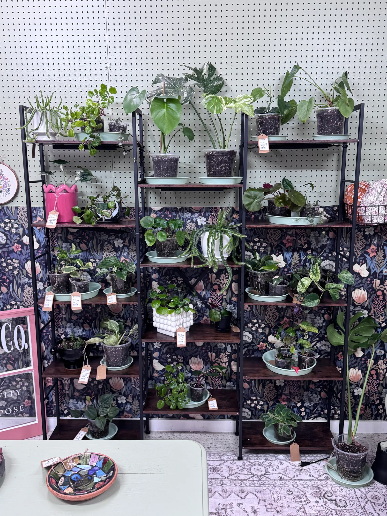 Shelves of healthy rooted houseplants at the Rooted Craft Co booth